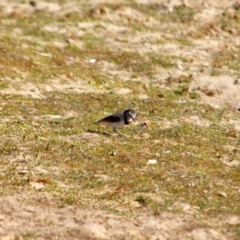 Epthianura albifrons at Wallagoot, NSW - suppressed