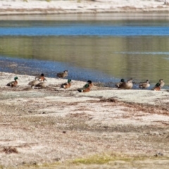 Anas castanea (Chestnut Teal) at Bournda, NSW - 8 May 2018 by RossMannell