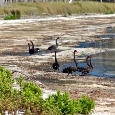 Cygnus atratus (Black Swan) at Bournda, NSW - 8 May 2018 by RossMannell