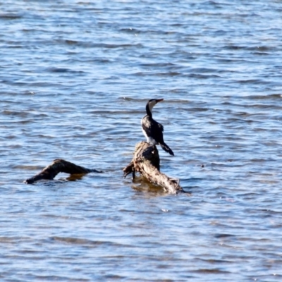 Microcarbo melanoleucos (Little Pied Cormorant) at Wallagoot, NSW - 8 May 2018 by RossMannell