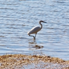 Egretta garzetta (Little Egret) at Bournda, NSW - 8 May 2018 by RossMannell