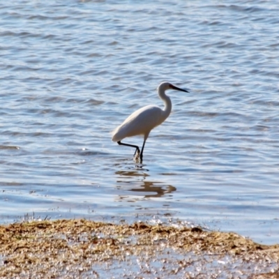 Egretta garzetta (Little Egret) at Bournda, NSW - 8 May 2018 by RossMannell