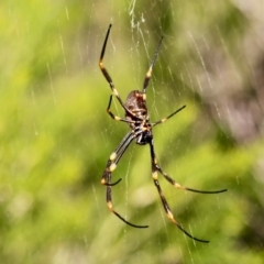 Nephila plumipes (Humped golden orb-weaver) at Wallagoot, NSW - 10 May 2018 by RossMannell