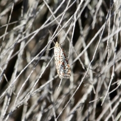 Utetheisa pulchelloides (Heliotrope Moth) at Wallagoot, NSW - 10 May 2018 by RossMannell