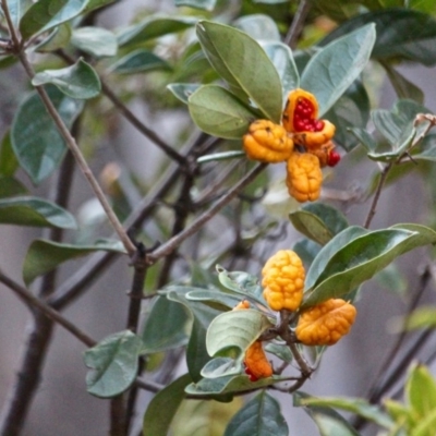 Pittosporum revolutum (Large-fruited Pittosporum) at Wallagoot, NSW - 9 May 2018 by RossMannell