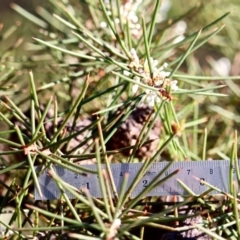 Hakea decurrens (Bushy Needlewood) at Wallagoot, NSW - 10 May 2018 by RossMannell