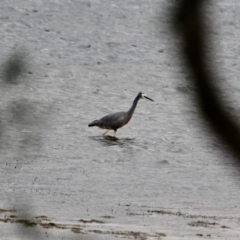 Egretta novaehollandiae (White-faced Heron) at Wallagoot, NSW - 10 May 2018 by RossMannell