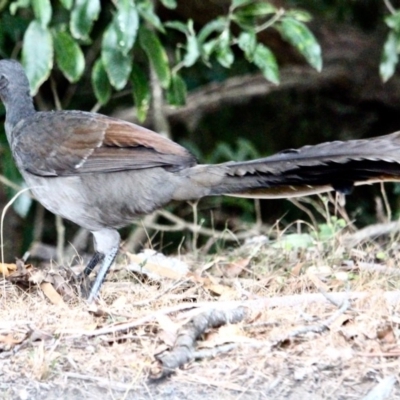 Menura novaehollandiae (Superb Lyrebird) at Wallagoot, NSW - 10 May 2018 by RossMannell