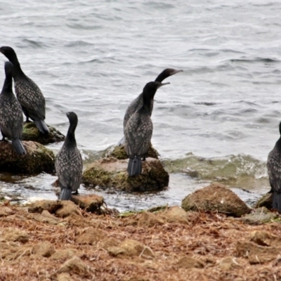 Phalacrocorax sulcirostris (Little Black Cormorant) at Wallagoot, NSW - 10 May 2018 by RossMannell