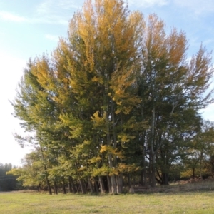 Populus alba at Fyshwick, ACT - 9 May 2018