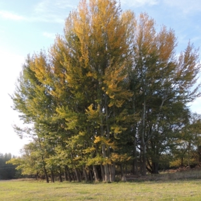 Populus alba (White Poplar) at Jerrabomberra Wetlands - 9 May 2018 by michaelb