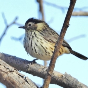 Pyrrholaemus sagittatus at Tennent, ACT - 22 May 2018