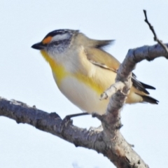 Pardalotus striatus (Striated Pardalote) at Tennent, ACT - 22 May 2018 by JohnBundock