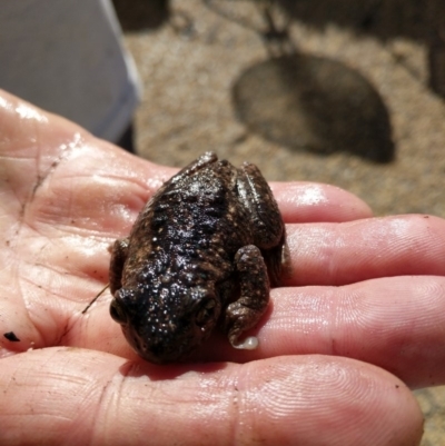 Litoria peronii (Peron's Tree Frog, Emerald Spotted Tree Frog) at Undefined - 22 May 2018 by Paul H