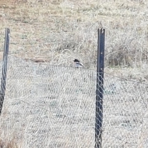 Petroica boodang at Farrer, ACT - 22 May 2018 08:50 AM