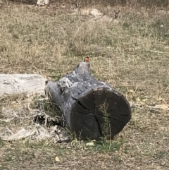 Petroica boodang (Scarlet Robin) at Deakin, ACT - 22 May 2018 by Ttochtron