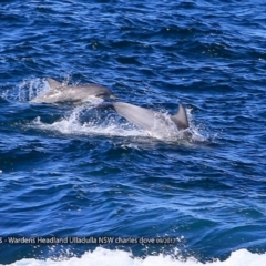 Tursiops truncatus (Bottlenose Dolphin) at Undefined - 20 Sep 2017 by CharlesDove