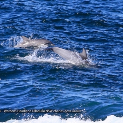 Tursiops truncatus (Bottlenose Dolphin) at Undefined - 20 Sep 2017 by CharlesDove