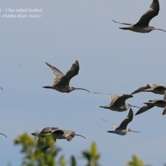 Numenius madagascariensis (Eastern Curlew) at Undefined - 21 Sep 2017 by Charles Dove