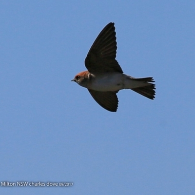 Petrochelidon ariel (Fairy Martin) at Milton Rainforest Walking Track - 18 Sep 2017 by Charles Dove