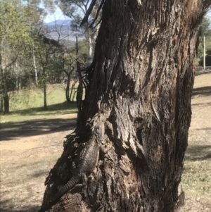 Pogona barbata at Hughes, ACT - suppressed