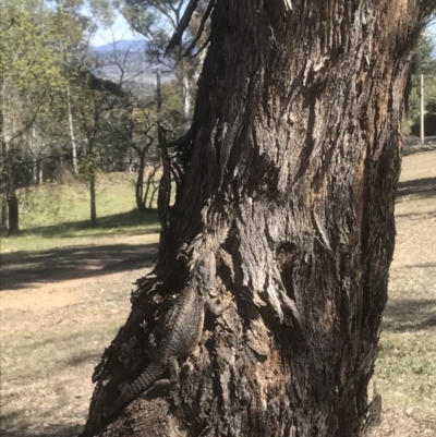 Pogona barbata (Eastern Bearded Dragon) at Hughes, ACT - 4 Oct 2017 by Ttochtron