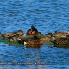 Anas castanea (Chestnut Teal) at Jervis Bay National Park - 16 Sep 2017 by Charles Dove