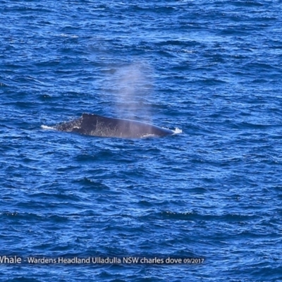 Megaptera novaeangliae (Humpback Whale) at Undefined - 20 Sep 2017 by CharlesDove