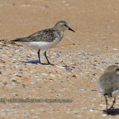 Calidris ruficollis (Red-necked Stint) at Jervis Bay National Park - 21 Sep 2017 by CharlesDove