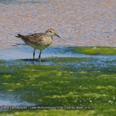 Calidris acuminata (Sharp-tailed Sandpiper) at Jervis Bay National Park - 21 Sep 2017 by Charles Dove