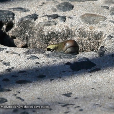 Eulamprus quoyii (Eastern Water Skink) at Undefined - 18 Sep 2017 by Charles Dove