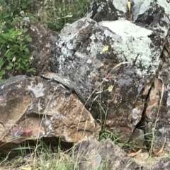 Egernia cunninghami at Red Hill, ACT - 31 Dec 2017 11:23 AM