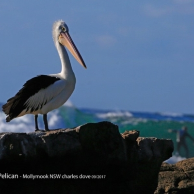 Pelecanus conspicillatus (Australian Pelican) at Undefined - 11 Sep 2017 by Charles Dove