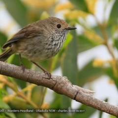 Acanthiza pusilla (Brown Thornbill) at Ulladulla - Warden Head Bushcare - 13 Sep 2017 by Charles Dove