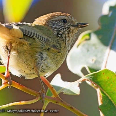 Acanthiza lineata (Striated Thornbill) at Undefined - 8 Sep 2017 by CharlesDove