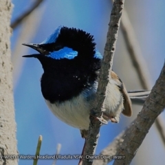 Malurus cyaneus (Superb Fairywren) at Undefined - 9 Sep 2017 by Charles Dove