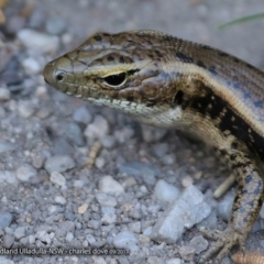 Eulamprus quoyii (Eastern Water Skink) at Ulladulla, NSW - 6 Sep 2017 by Charles Dove