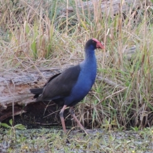 Porphyrio melanotus at Campbell, ACT - 9 May 2018 06:47 PM