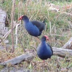 Porphyrio melanotus at Campbell, ACT - 9 May 2018