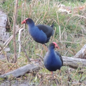 Porphyrio melanotus at Campbell, ACT - 9 May 2018