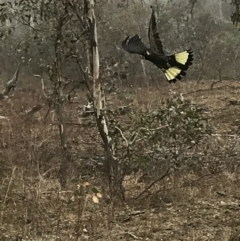 Zanda funerea (Yellow-tailed Black-Cockatoo) at Deakin, ACT - 22 May 2018 by Ttochtron