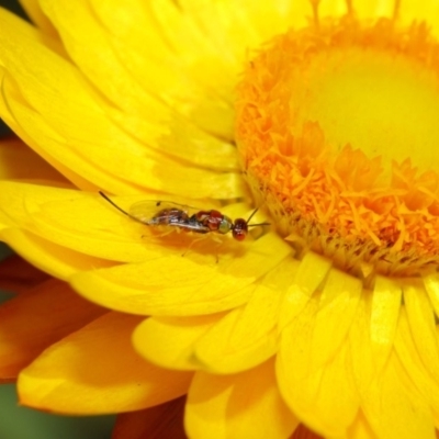 Megastigmus sp. (genus) (Parasitic wasp) at Acton, ACT - 22 May 2018 by TimL