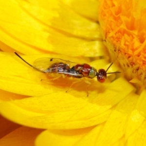 Megastigmus sp. (genus) at Acton, ACT - 22 May 2018