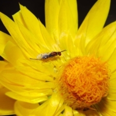 Megastigmus sp. (genus) at Acton, ACT - 22 May 2018