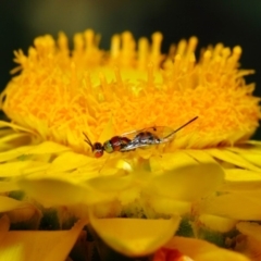 Megastigmus sp. (genus) at Acton, ACT - 22 May 2018