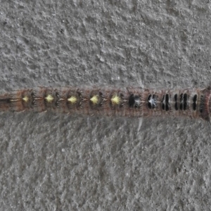 Pernattia pusilla at Paddys River, ACT - 23 May 2018 01:27 PM