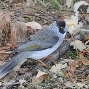 Manorina melanocephala at Acton, ACT - 18 May 2018