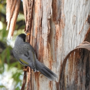 Manorina melanocephala at Acton, ACT - 18 May 2018