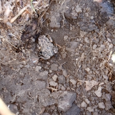 Uperoleia laevigata (Smooth Toadlet) at Lake George, NSW - 23 May 2018 by MPennay