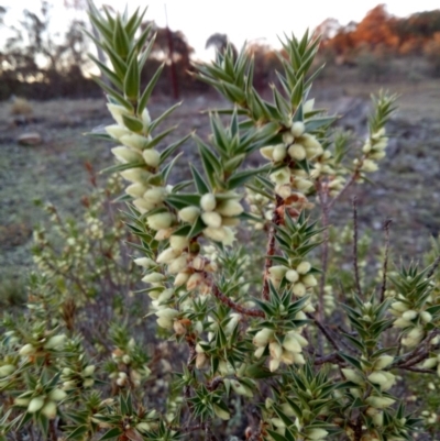 Melichrus urceolatus (Urn Heath) at Lake George, NSW - 23 May 2018 by MPennay